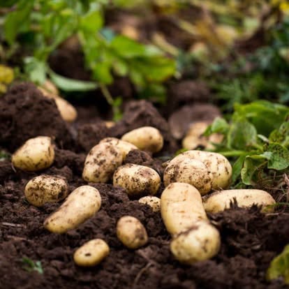 Cagette n 2: Pommes de terre agata du lot et Garonne  10 Kg